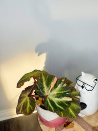 Begonia Soli Mutata Variegated