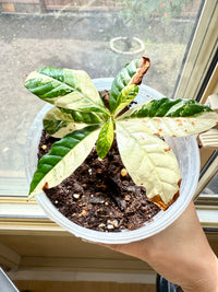 Arabica Coffee Tree Variegated