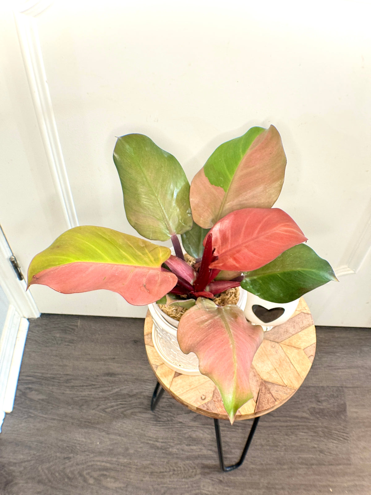 Philodendron Red Cherry Variegated