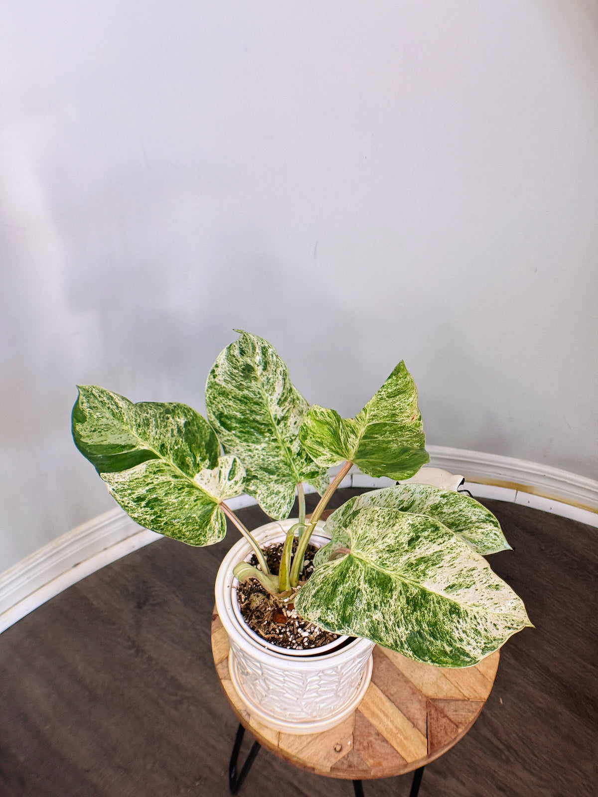 Philodendron Emerald Ice