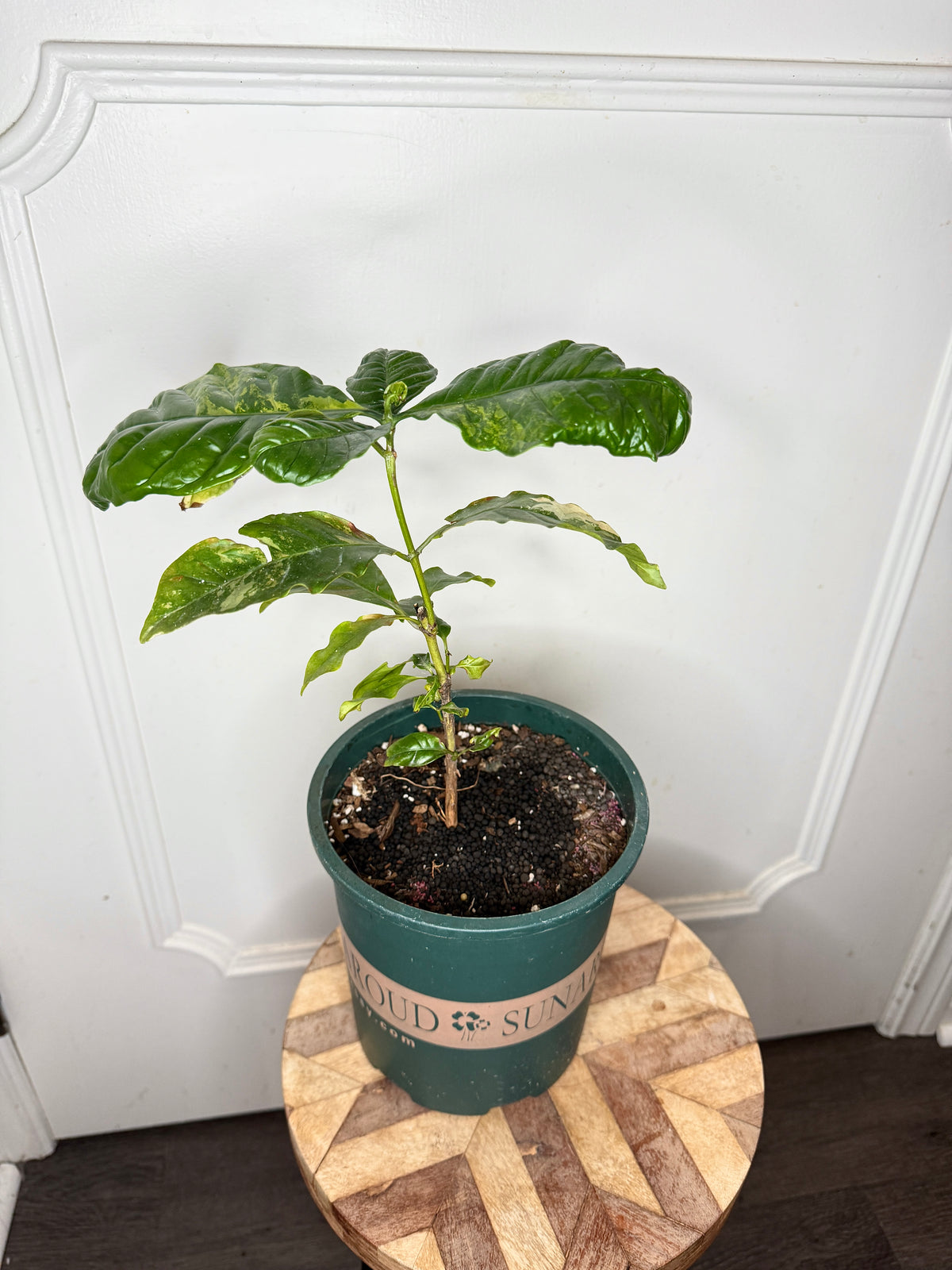 Arabica Coffee Tree Variegated