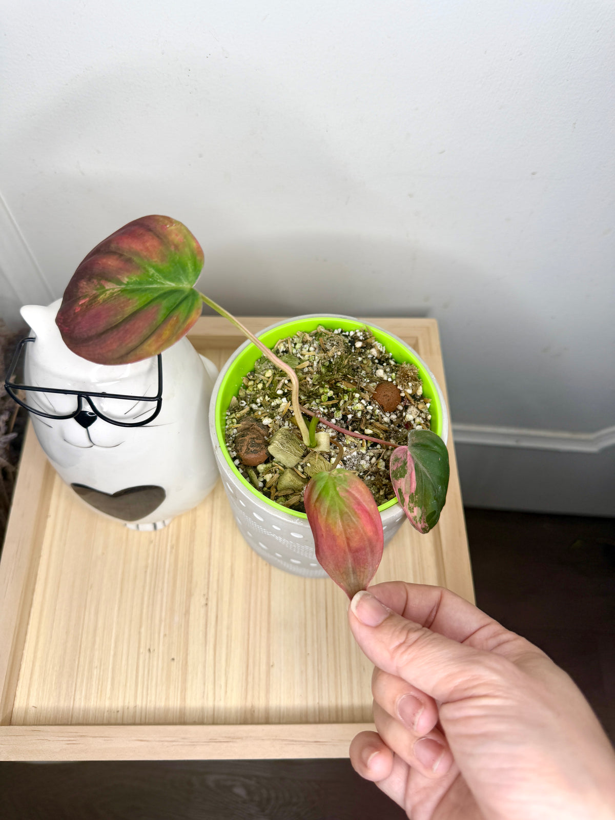 Philodendron Pink Micans