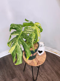 Monstera Masterpiece