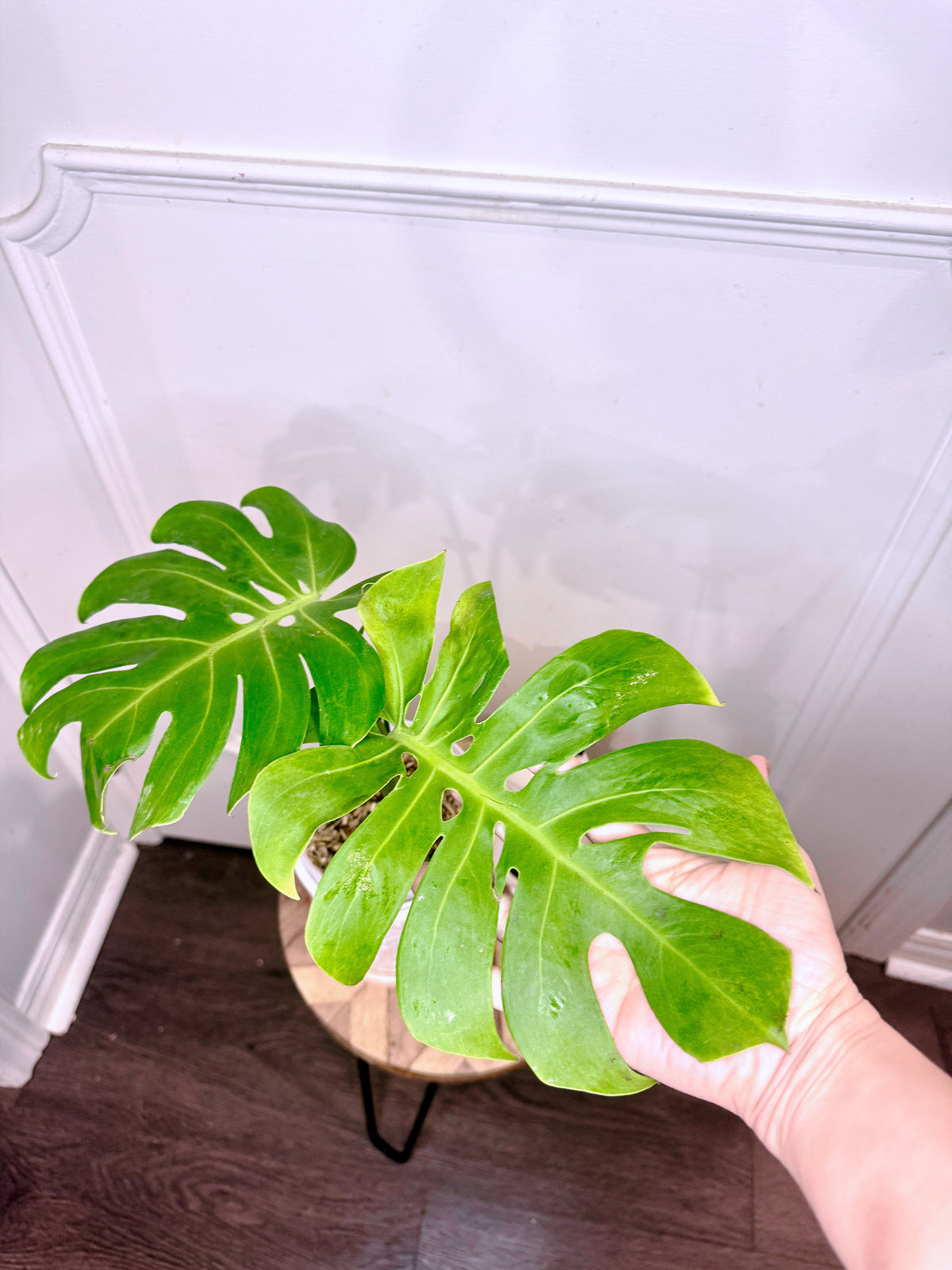 Monstera Compacta