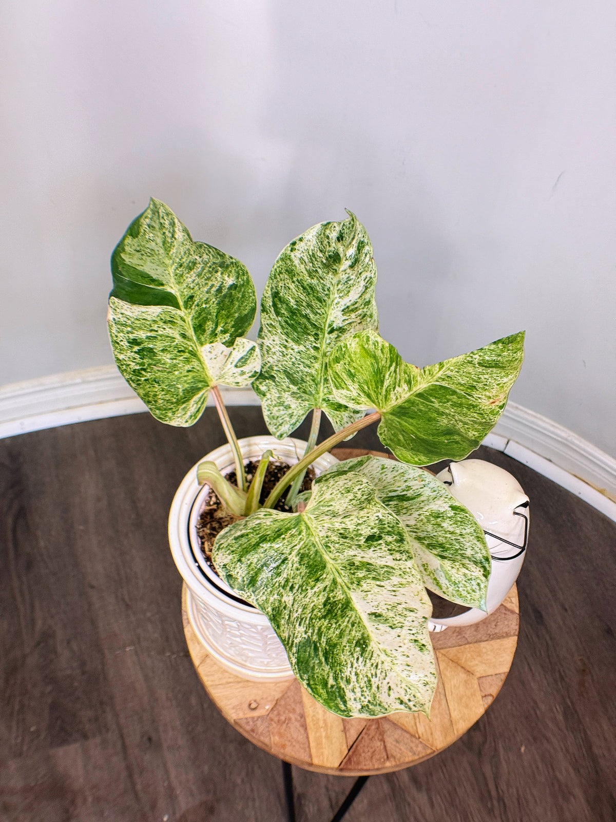 Philodendron Emerald Ice