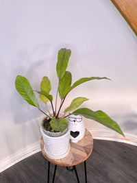 Anthurium Hookeri Variegated