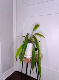 Anthurium Vittarifolium Variegated