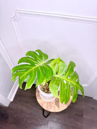 Monstera Compacta