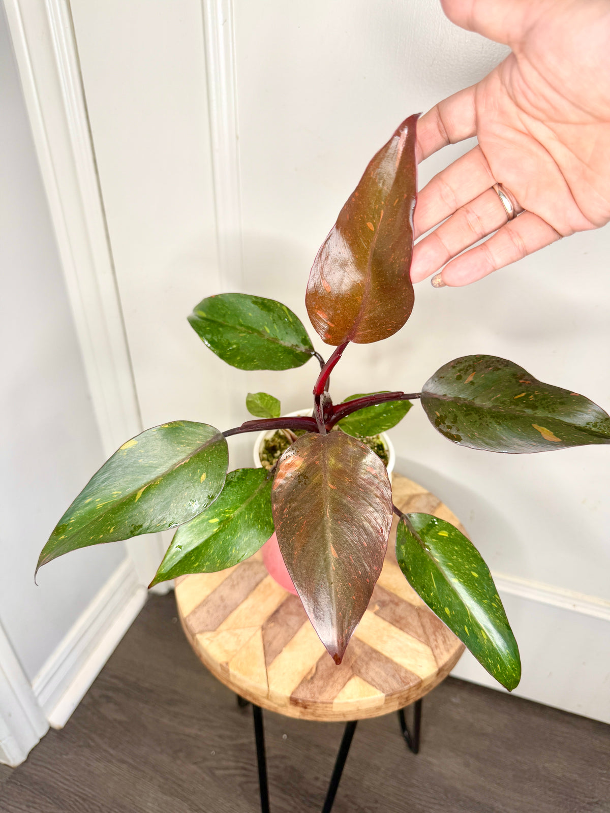 Philodendron Orange Princess