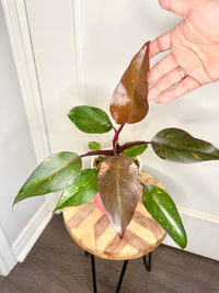 Philodendron Orange Princess