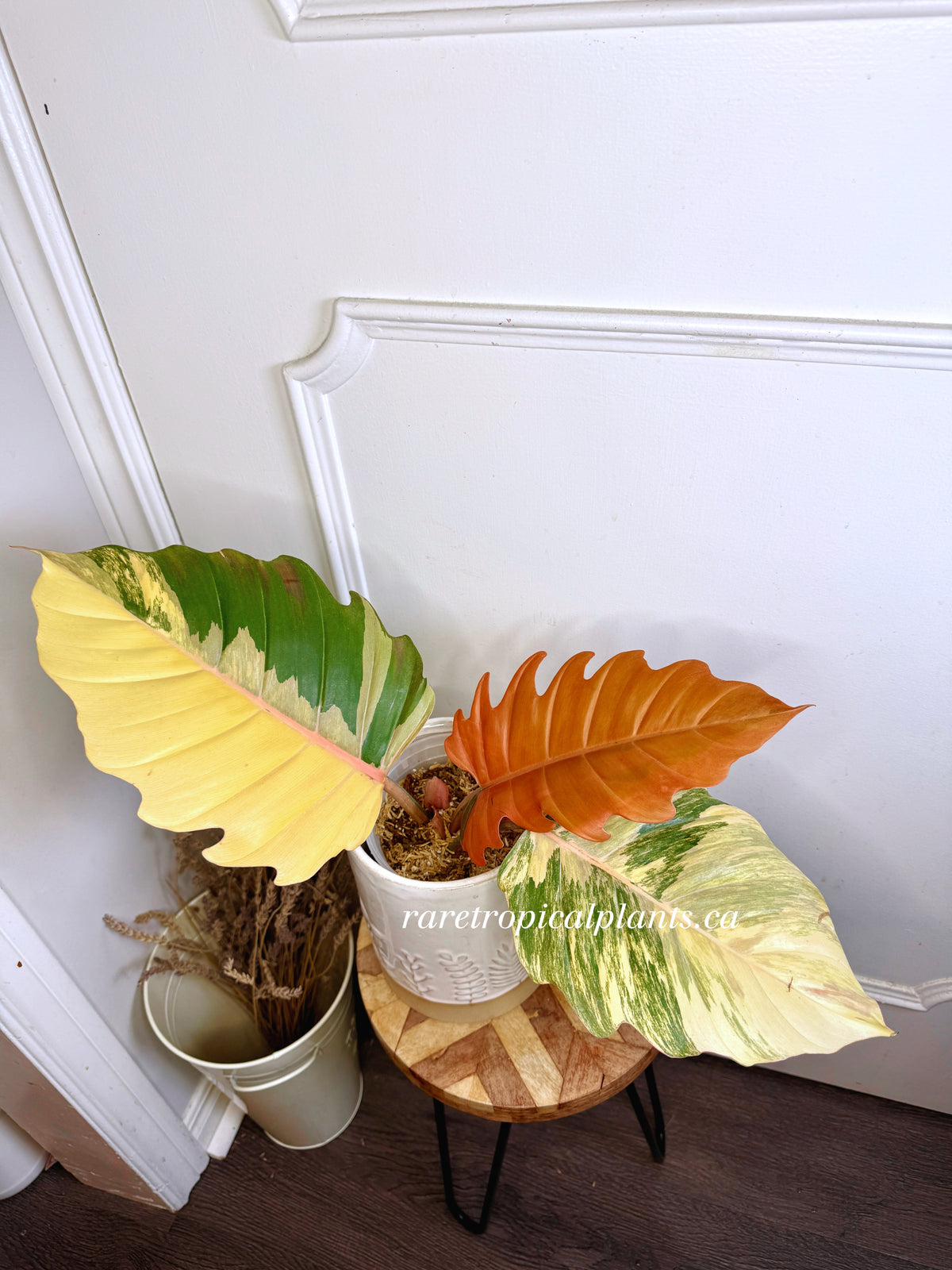 Philodendron Caramel Marble