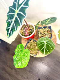 Combo 3: Alocasia Amazonica (Grown from corm of a variegated one) + alocasia Black Velvet + Caladium (will have more colourful leaves when bigger)