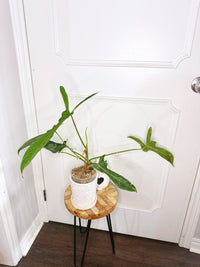 Philodendron Longilobatum Lelano Miyano