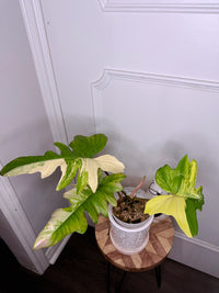 Philodendron Florida Beauty x Mayoi