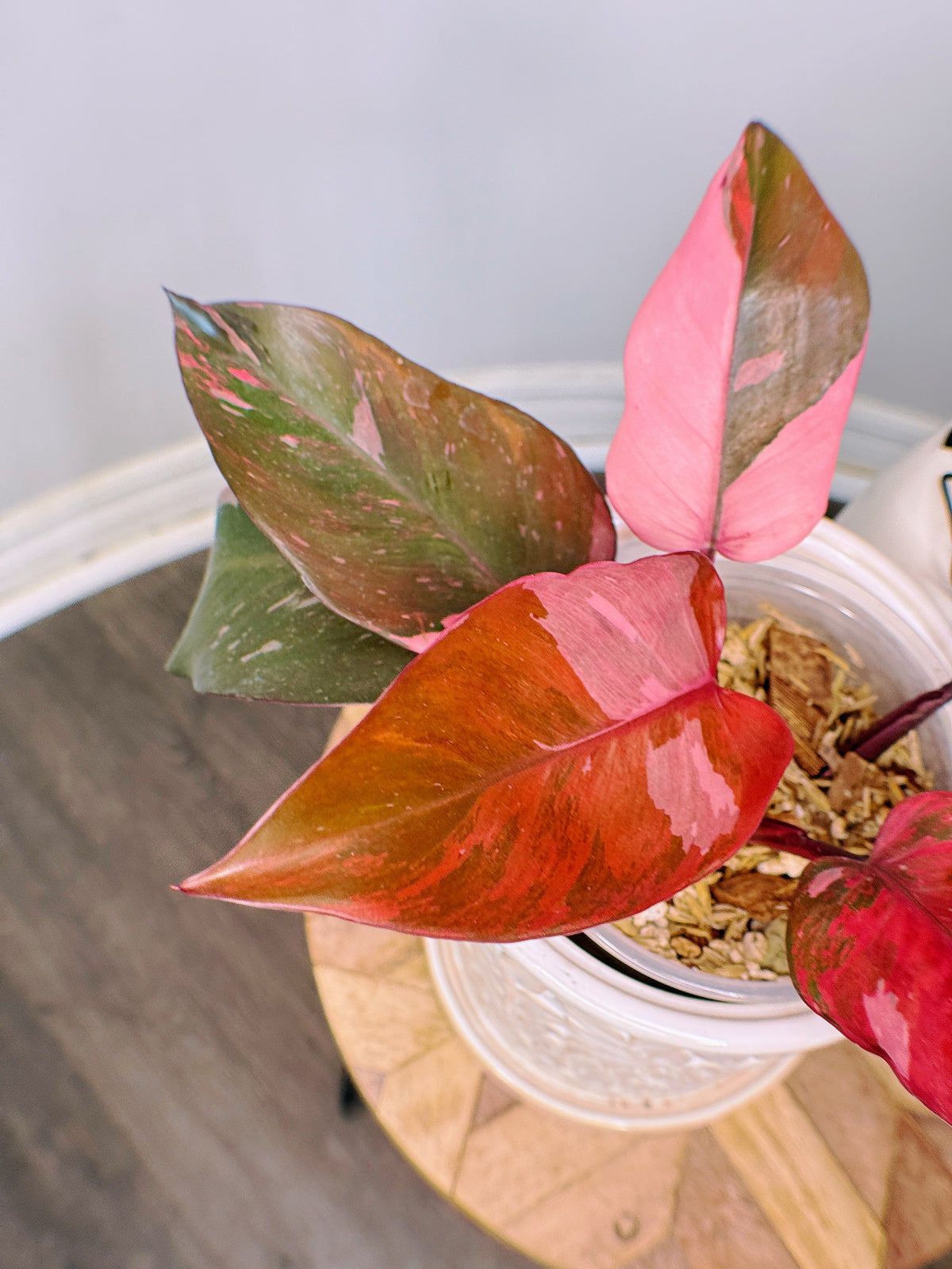 Philodendron Fire Princess