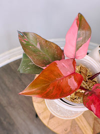 Philodendron Fire Princess