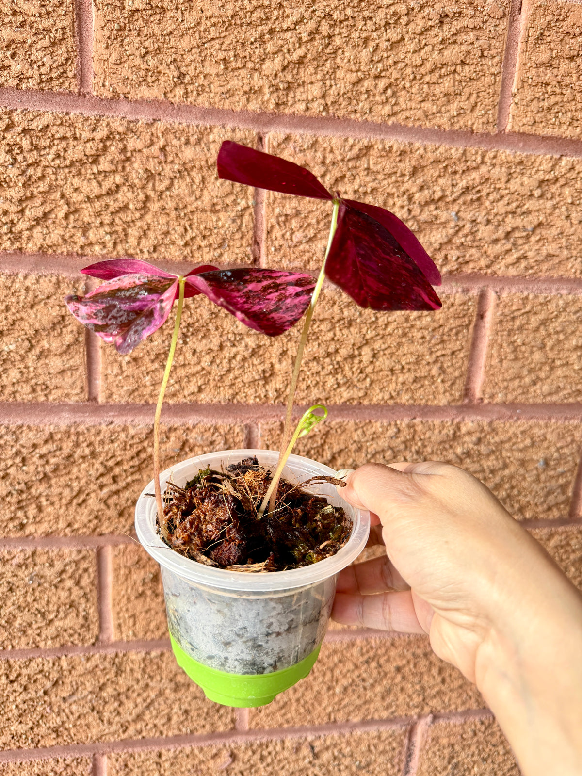 Oxalis Triangularis Variegated