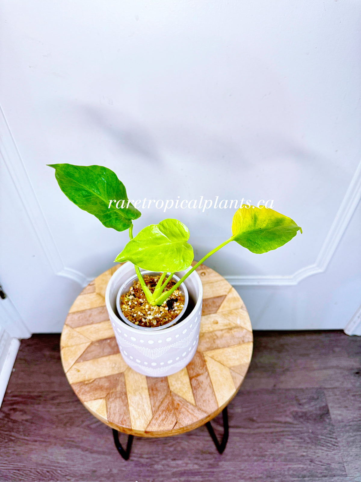 Monstera Form NOID Variegated