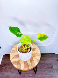 Monstera Form NOID Variegated