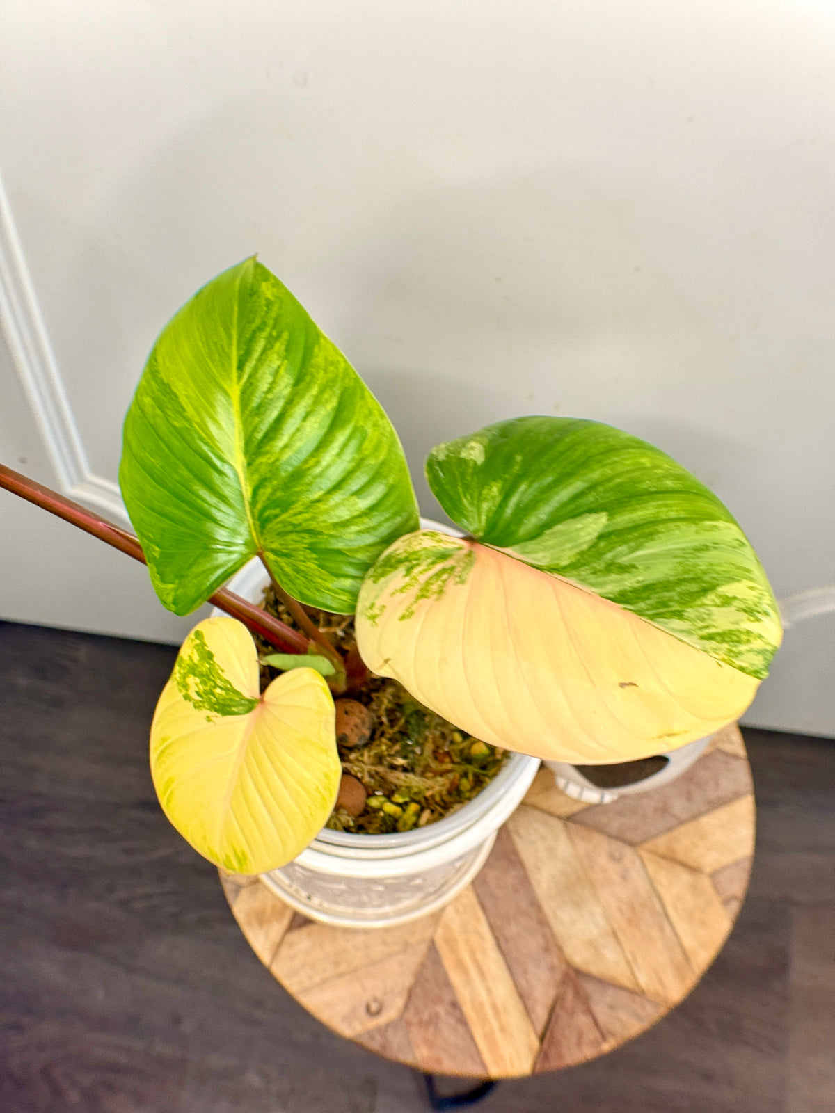 Homalomena Rubescen Tricolour