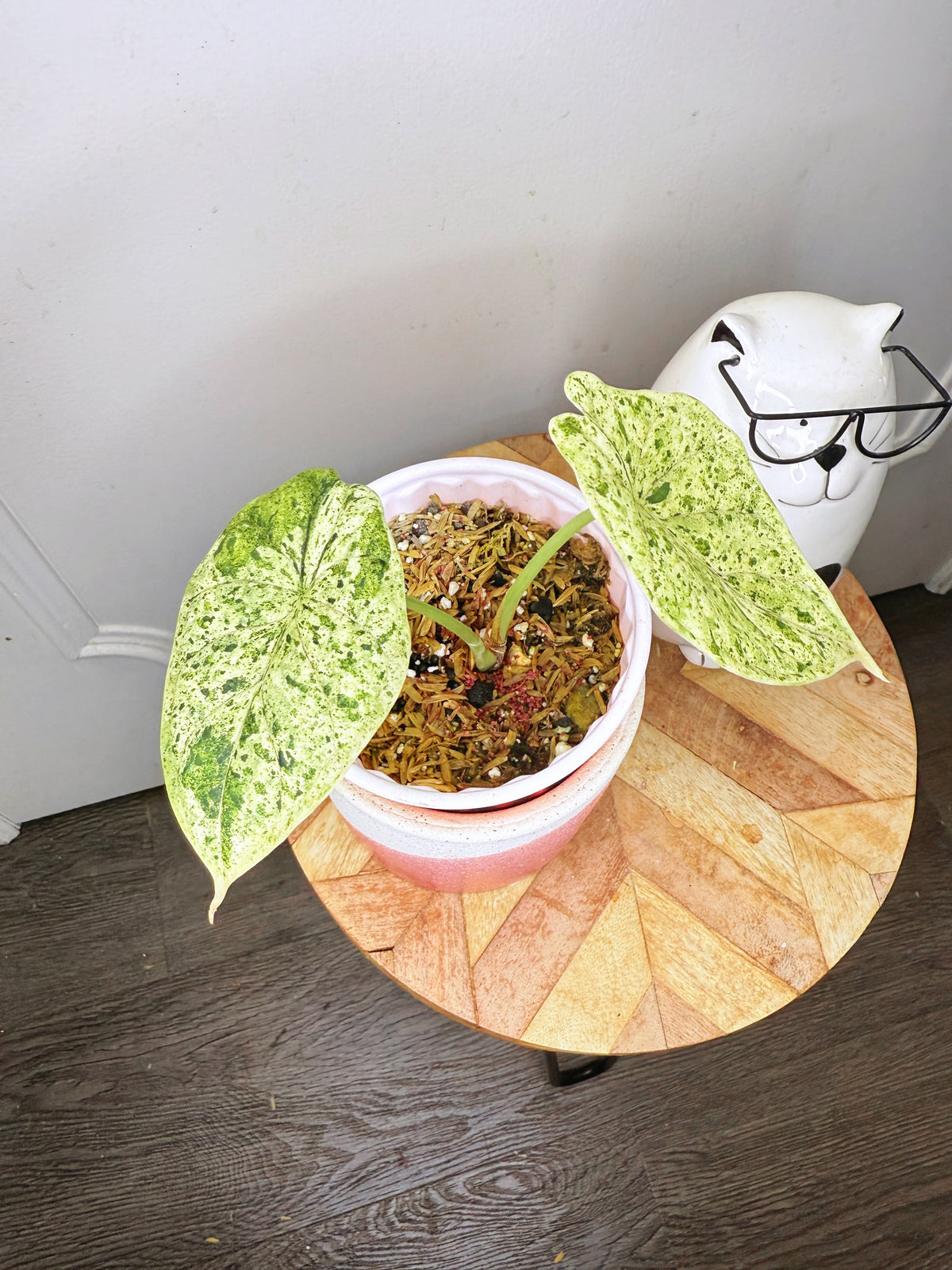 Alocasia Dragon Scale Mint