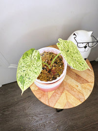 Alocasia Dragon Scale Mint