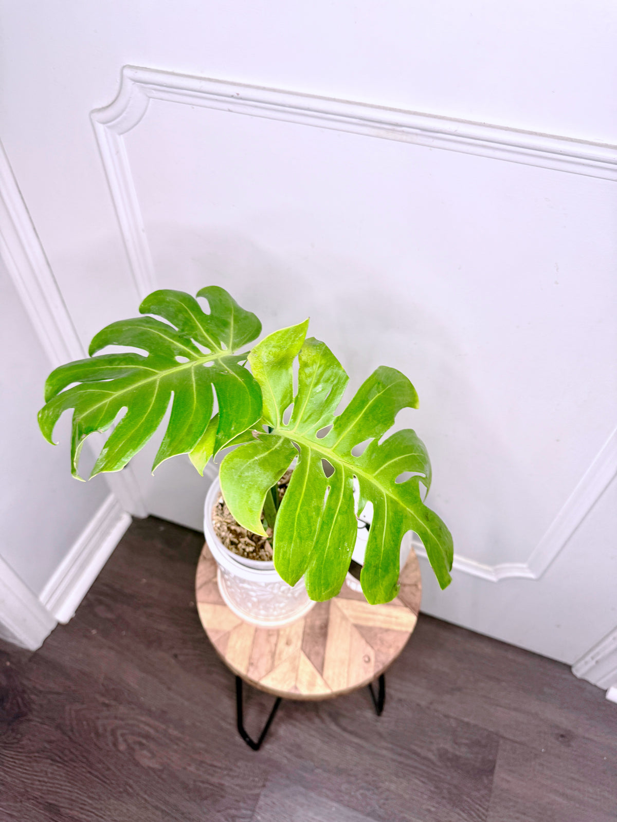Monstera Compacta