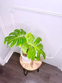 Monstera Compacta