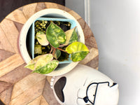 Philodendron Billietiae Variegated