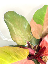 Philodendron Red Cherry Variegated