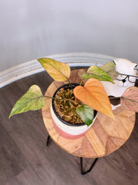 Homalomena Pink Diamond