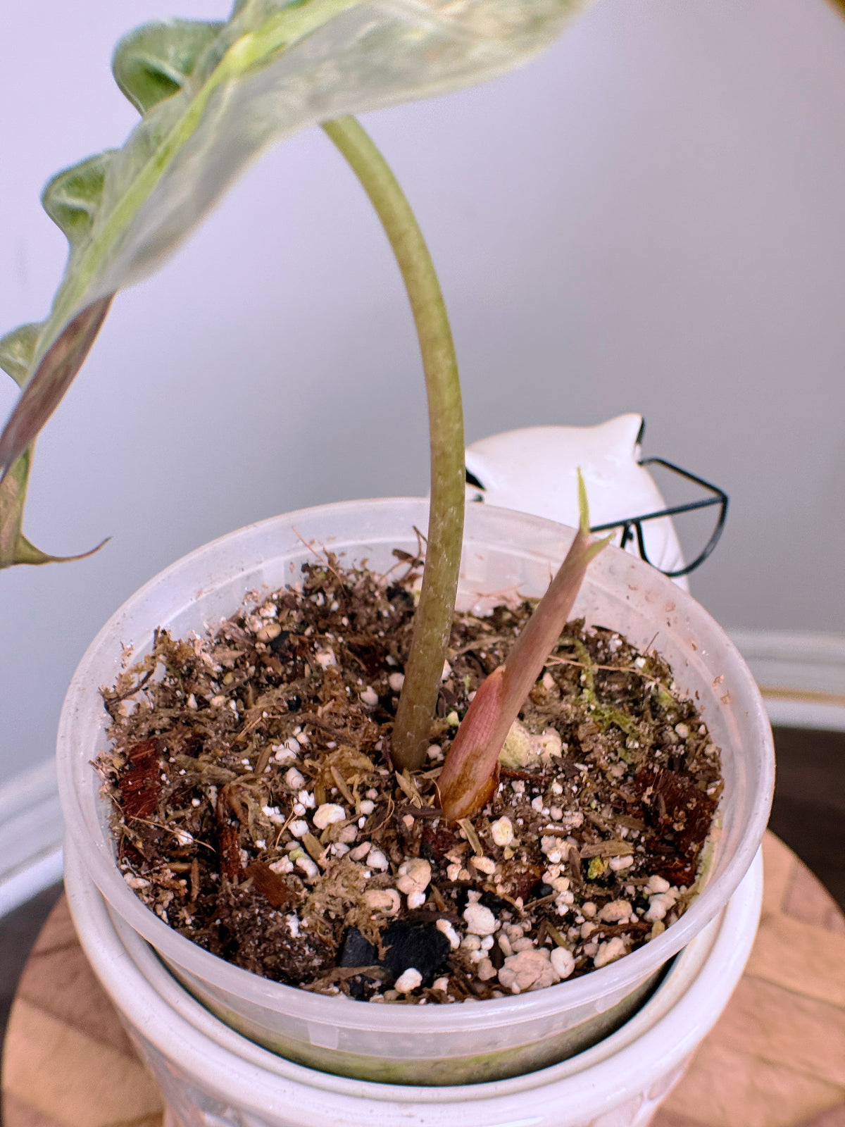 Alocasia Amazonica Pink Mint