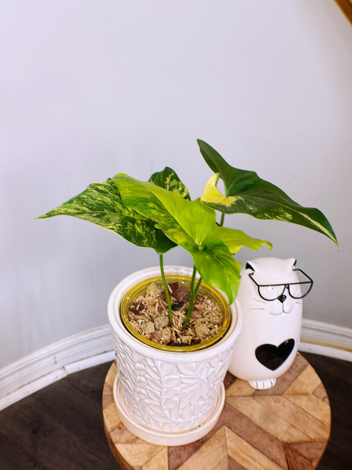 Philodendron Angela Variegated