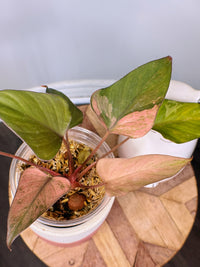 Homalomena Pink Diamond