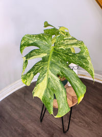 Monstera Masterpiece