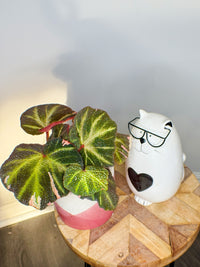 Begonia Soli Mutata Variegated