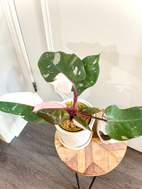 Philodendron Red Anderson Variegated