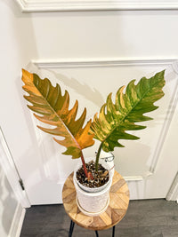 Philodendron Caramel Marble