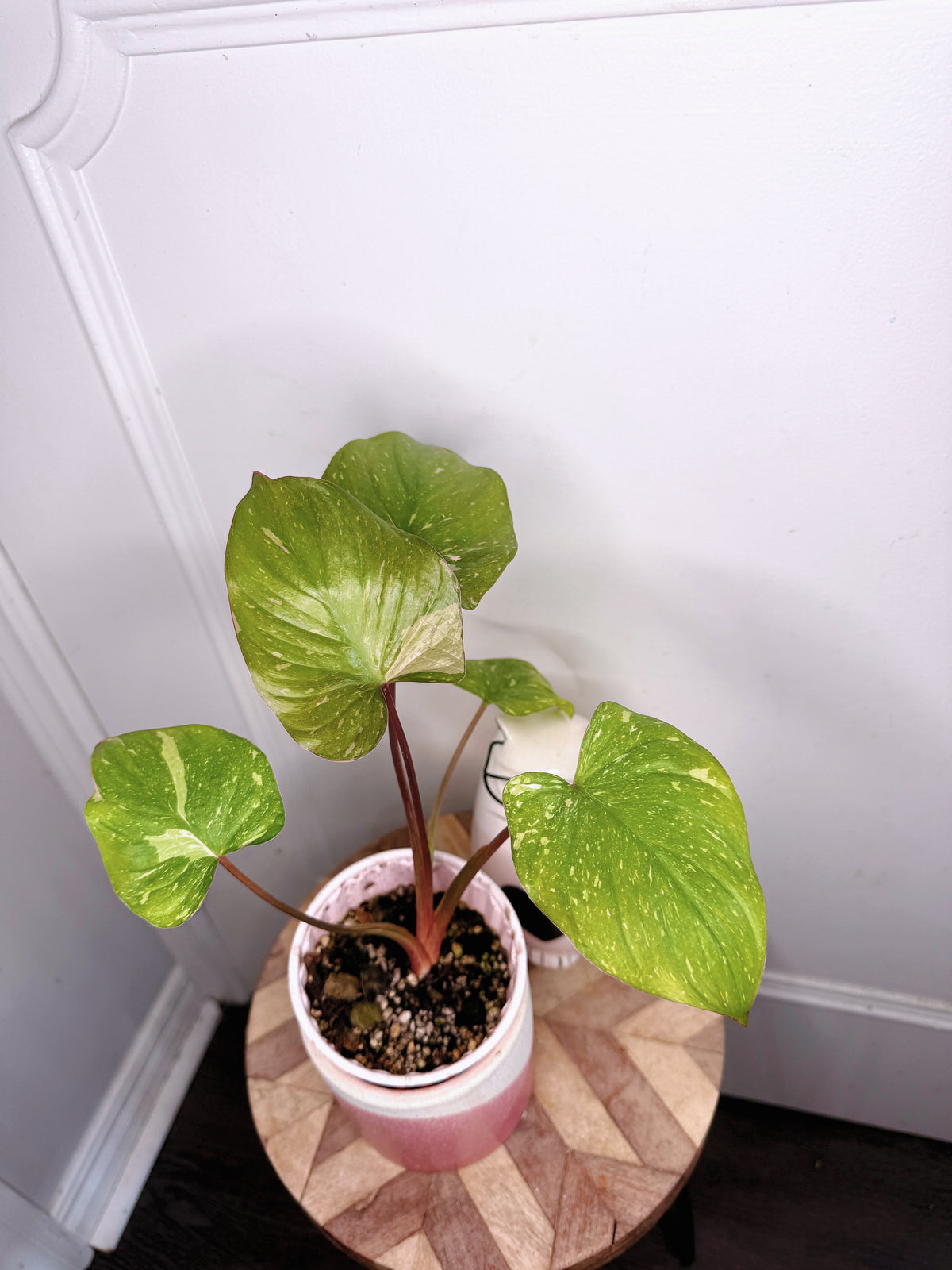 Homalomena Stardust 1