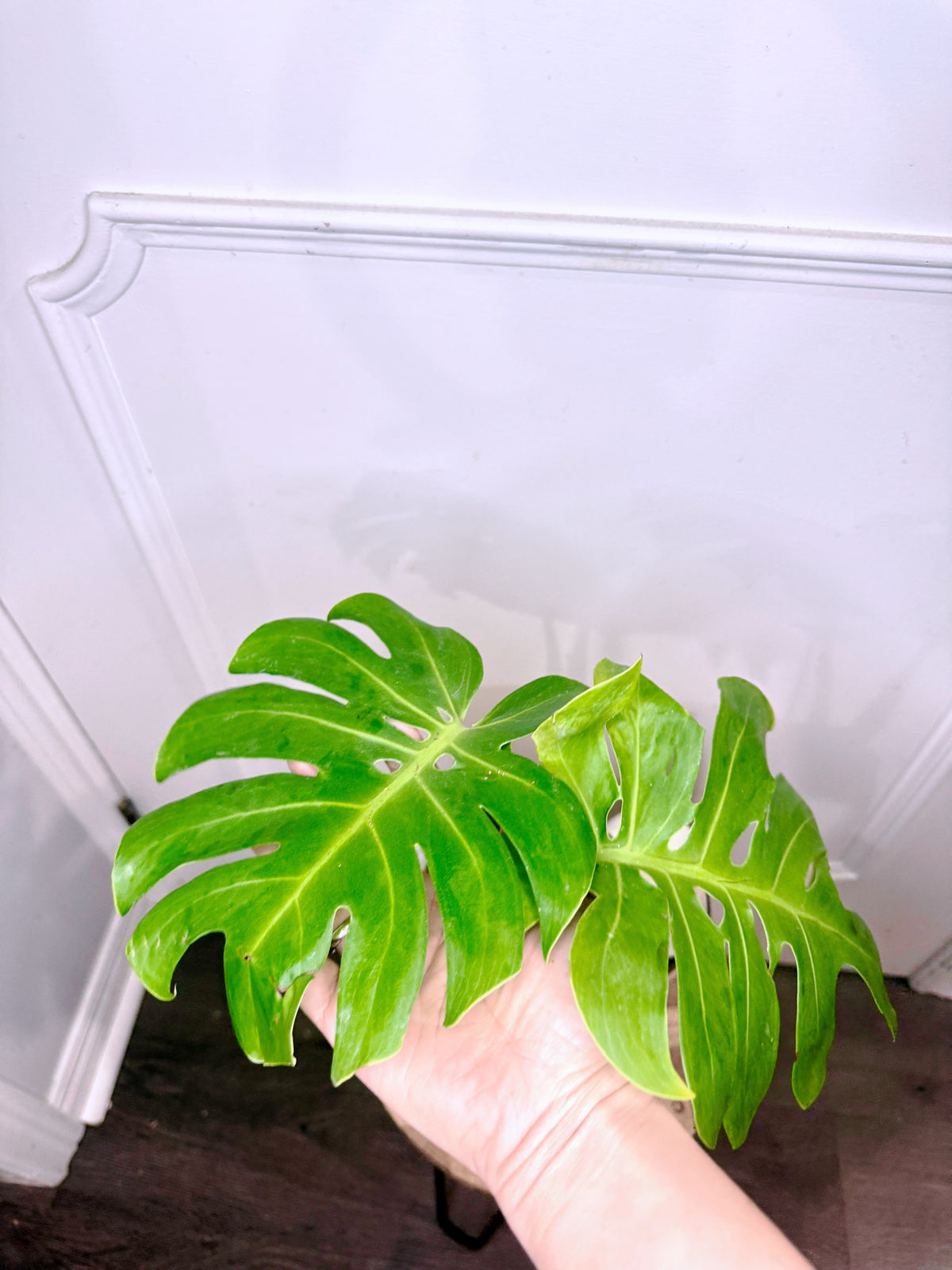 Monstera Compacta