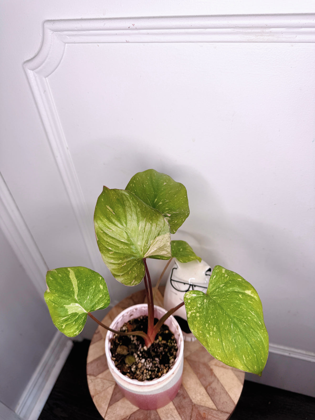 Homalomena Stardust 1