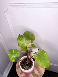 Homalomena Stardust 1