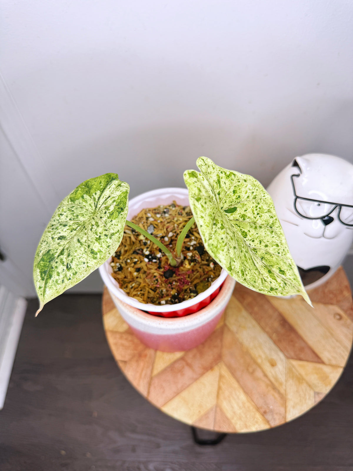 Alocasia Dragon Scale Mint