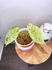 Alocasia Dragon Scale Mint