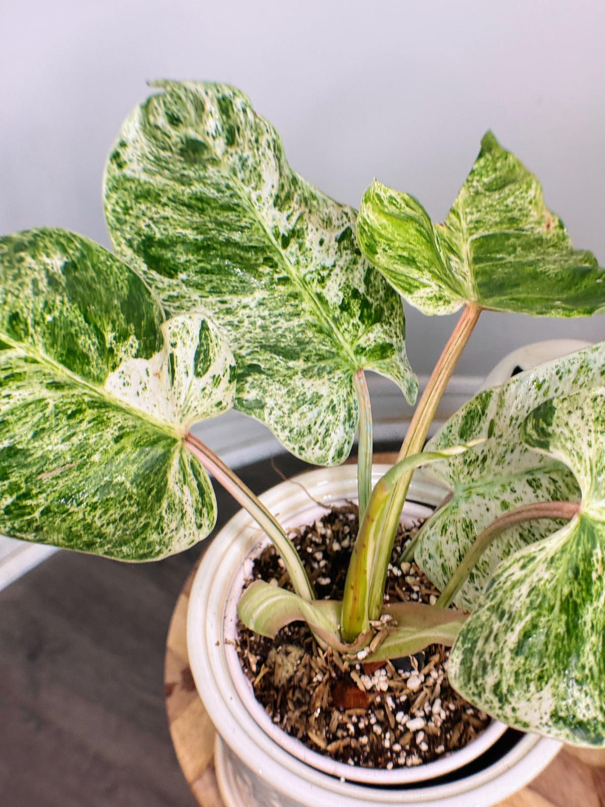 Philodendron Emerald Ice