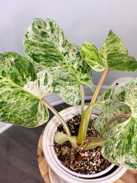 Philodendron Emerald Ice