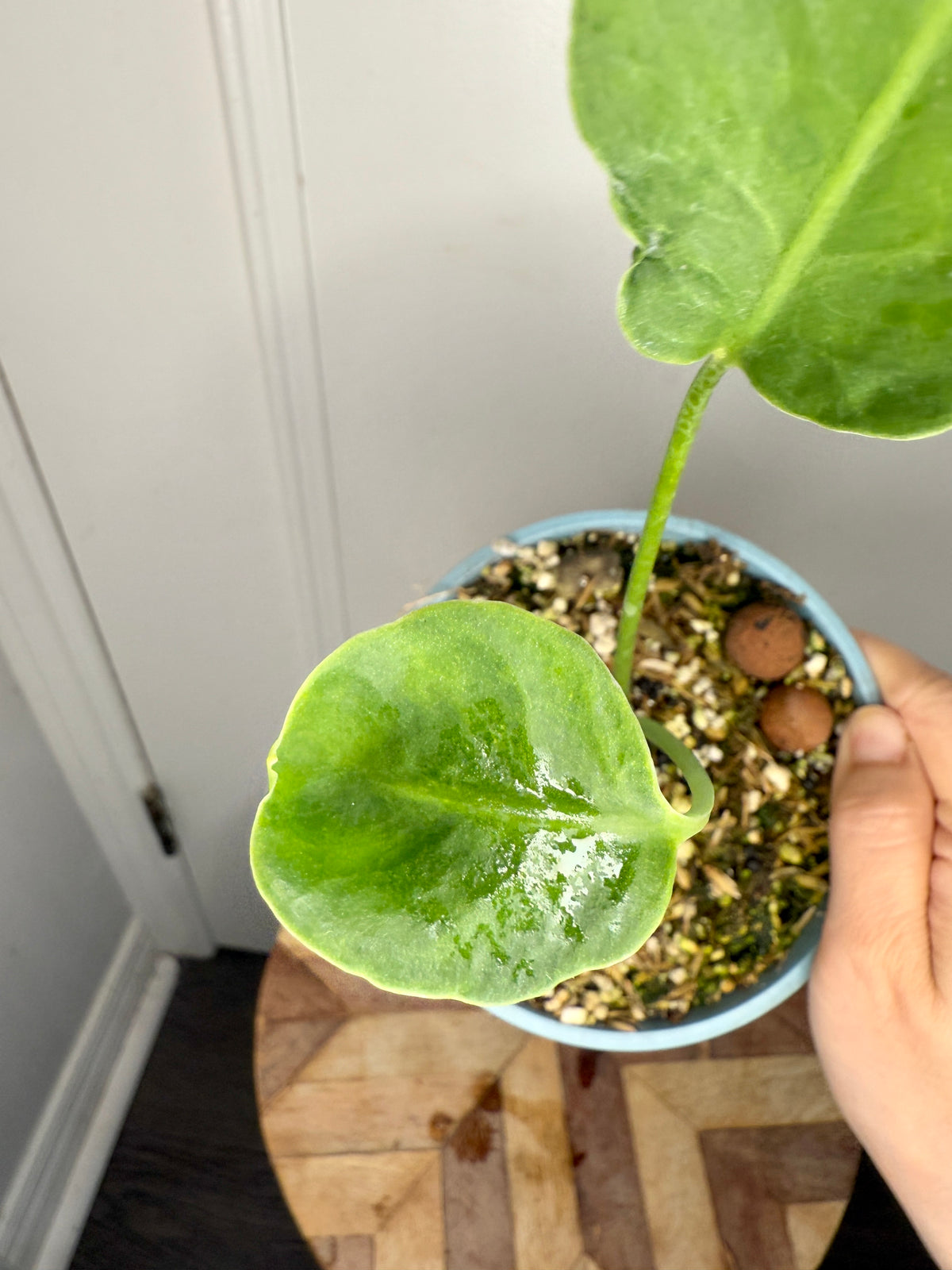 Monstera Deliciosa NOID