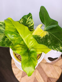 Philodendron Angela Variegated