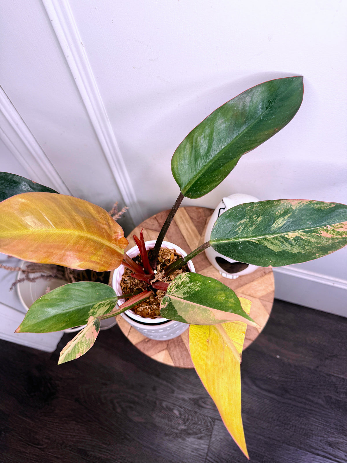 Philodendron Red Congo Variegated