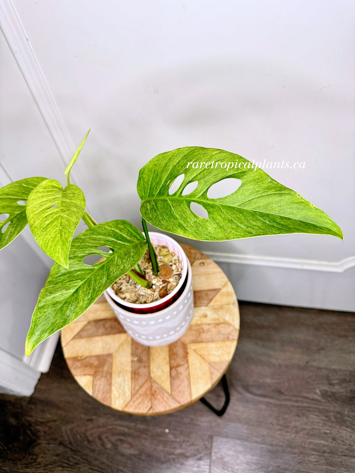 Monstera Laniata Mint